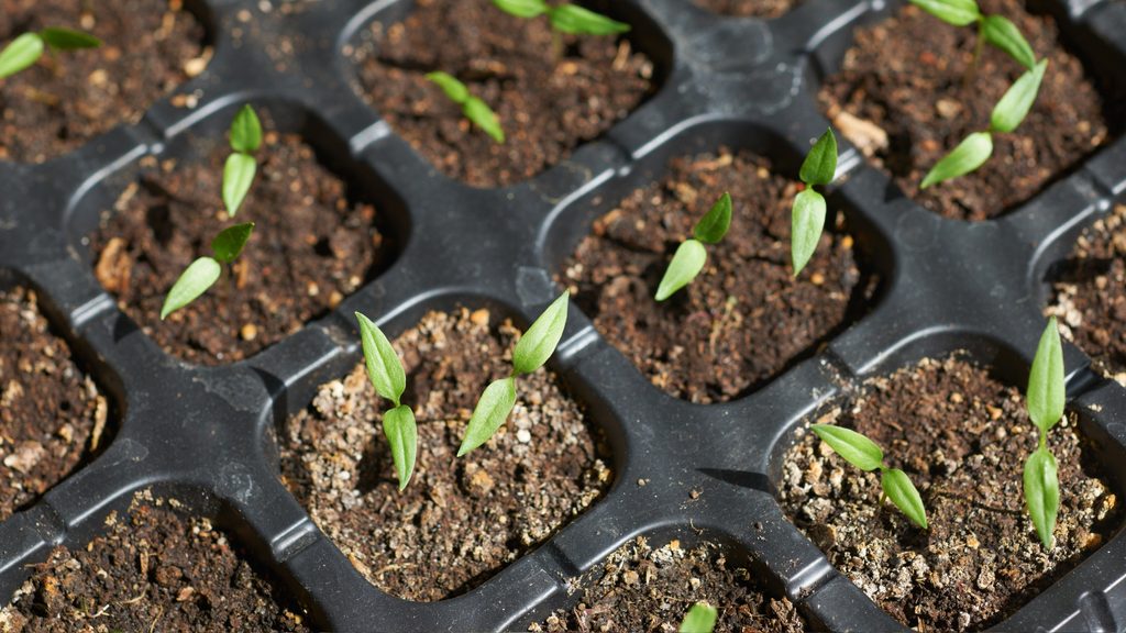 tiny pepper seedlings emerging in black seed starting tray cells