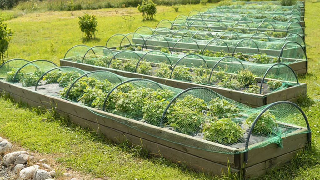 raised garden beds covered with green mesh tunnel covers to keep pests out