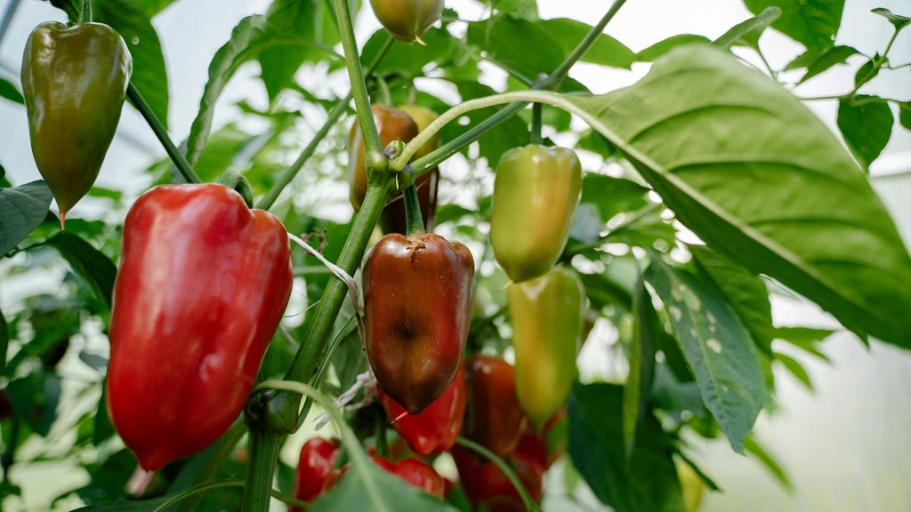 red and green bell peppers ripening on a container pepper plant