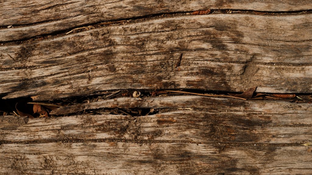 Close-up of a rotted and cracked wood deck board showing damage that needs repair or replacement