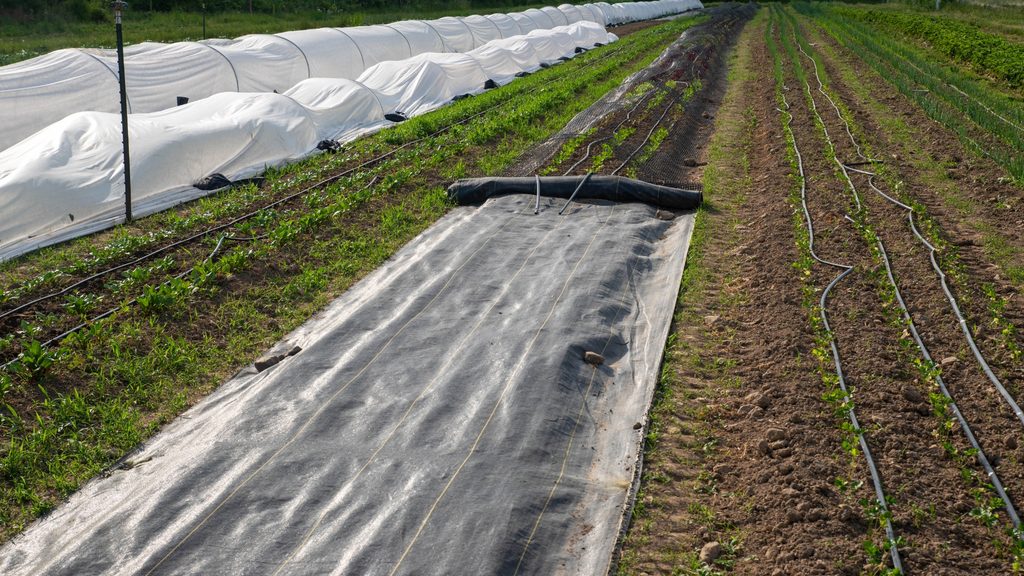 white row cover fabric anchored along a garden bed edge with drip irrigation and emerging crops alongside