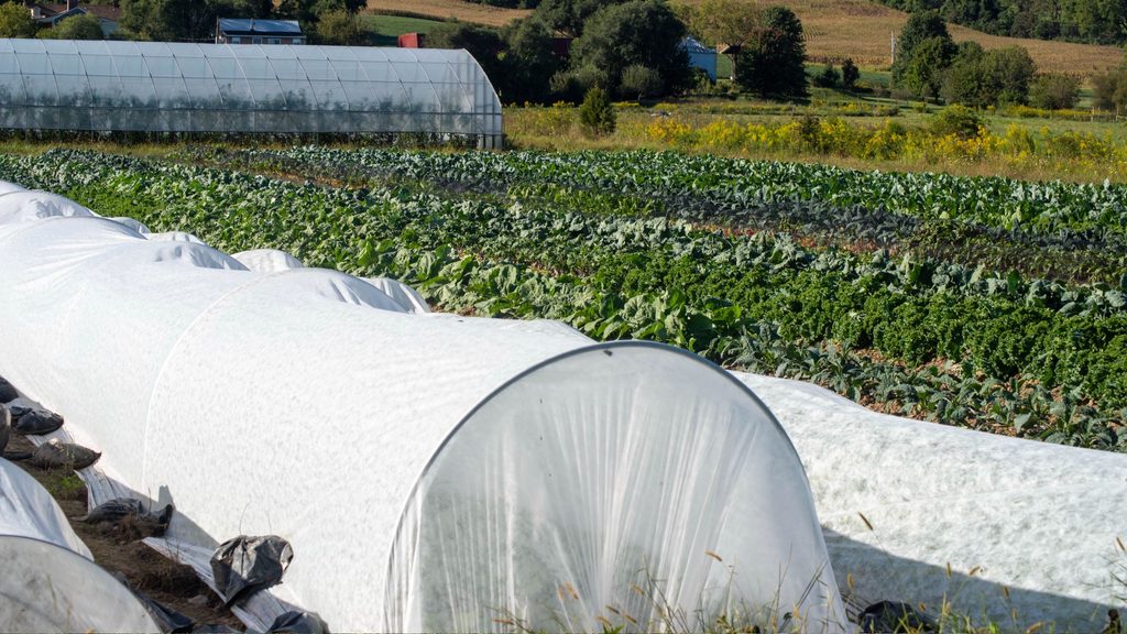 row cover fabric pulled back to reveal brassica crops growing underneath in a garden bed