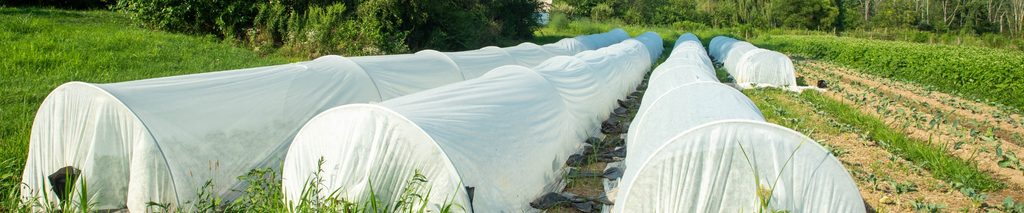 row covers for garden — white floating row cover fabric supported by wire hoops over vegetable garden rows
