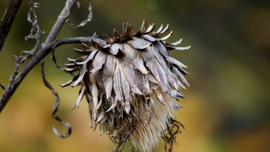 dried and scorched flower head hanging on a bare branch — heat scorch damage on garden flowers