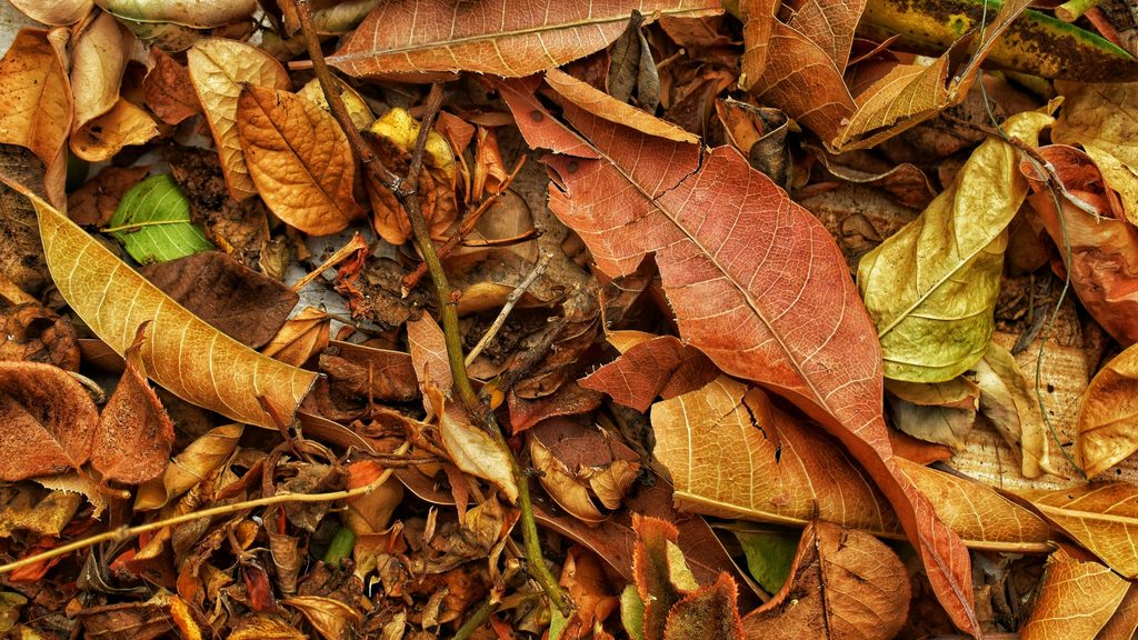 Close-up of a thick mat of wet fallen leaves on the ground showing conditions too heavy to mulch effectively