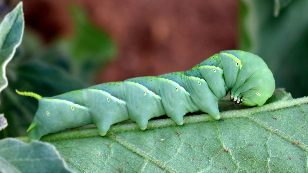 large green tomato hornworm caterpillar on a garden leaf — hand picking is the most effective removal method