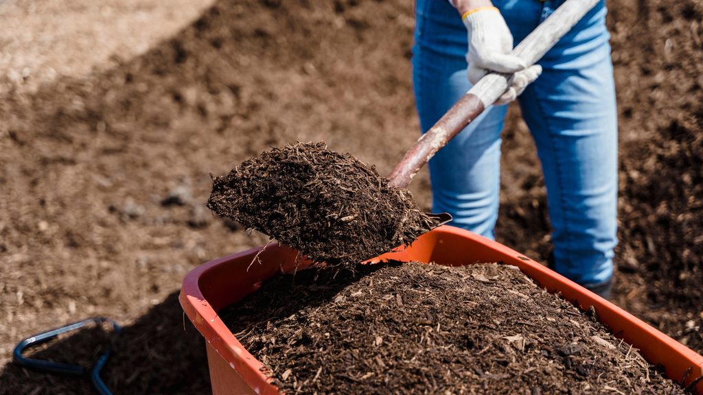 Homeowner shoveling compost into a wheelbarrow to topdress a drought-stressed lawn