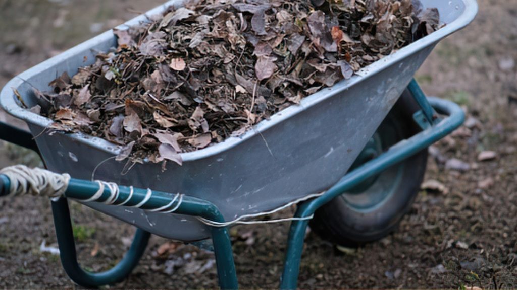 Wheelbarrow overflowing with raked fall leaves showing a heavy leaf accumulation that requires raking before mulching
