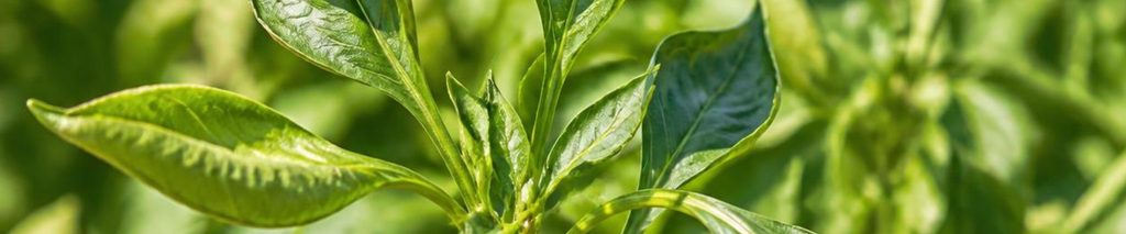 why are my pepper leaves curling — pepper plant with curled and distorted new growth leaves in a garden