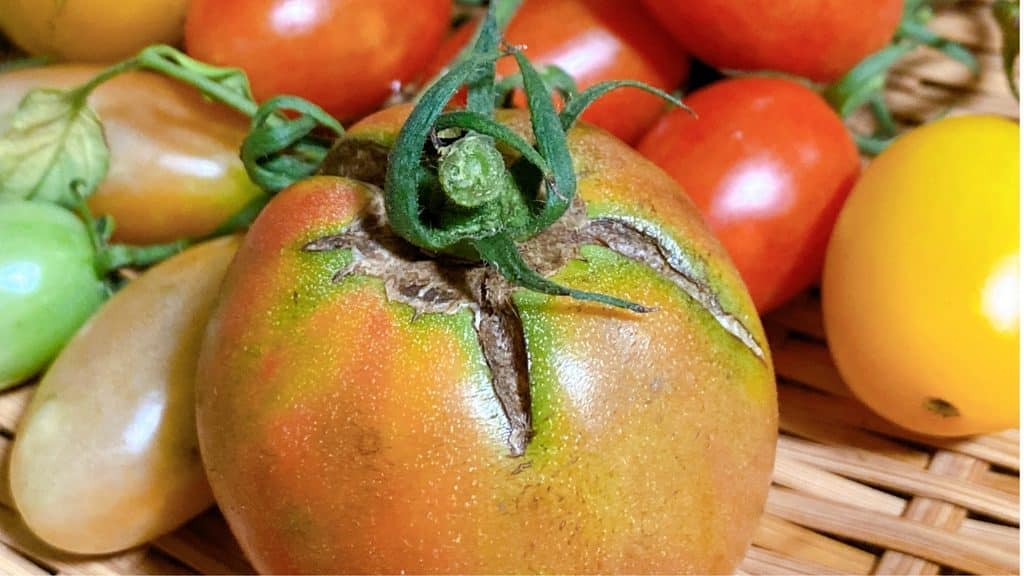 split tomato with concentric cracking at the stem surrounded by other tomatoes on the vine