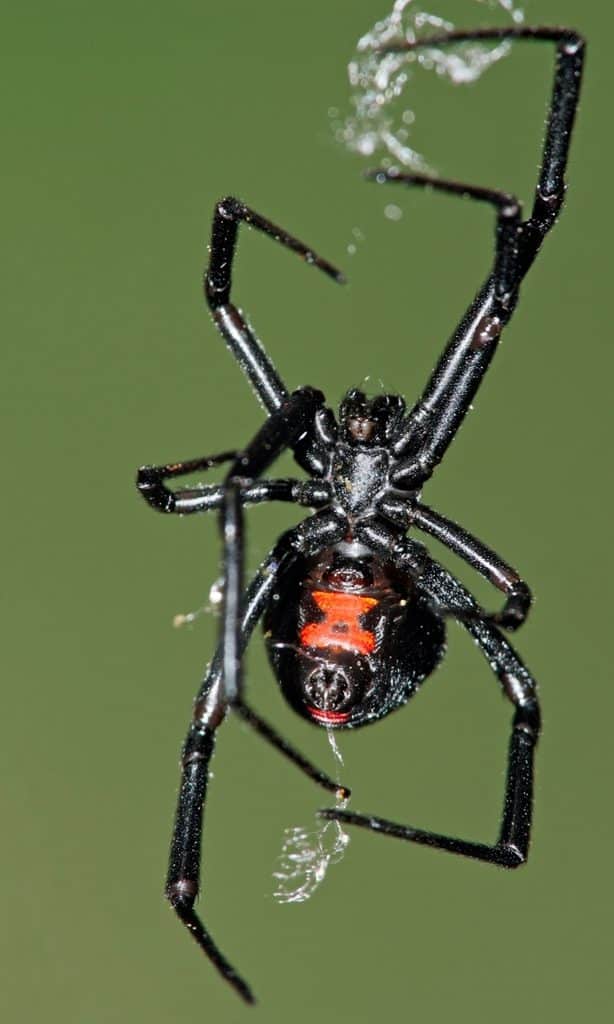 Underside of a black widow spider showing the red hourglass marking on its belly