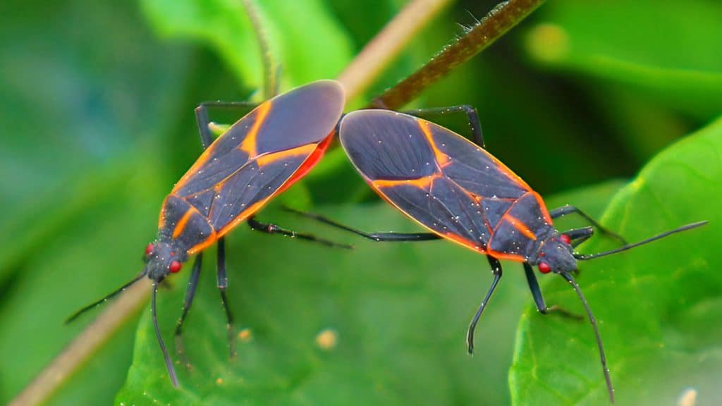 boxelder bugs - black with red-orange edges and red eyes