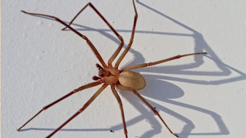 Brown recluse spider with long legs and a darker violin-shaped marking on the front of its body