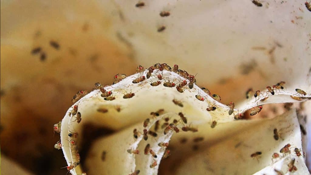 fruit flies swarming on rotting food where they breed