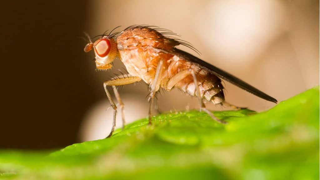 fruit fly identification - tan body and red eyes
