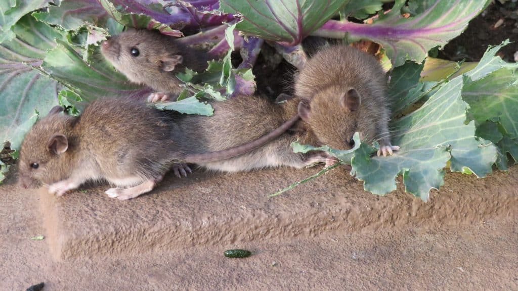 House mice near a ledge with dark, pointed mouse droppings, a common sign of mice