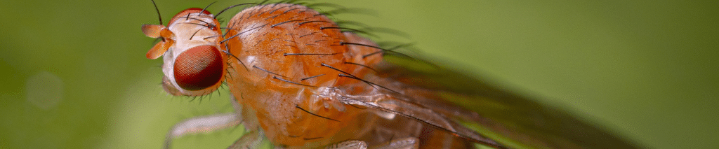 how to get rid of fruit flies - close-up of a fruit fly with red eyes