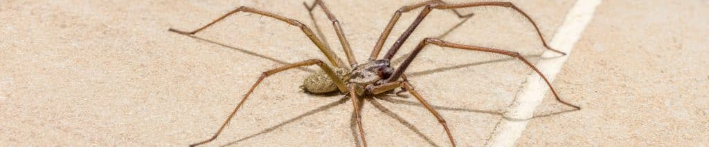 House spider walking across a tile floor. How to get rid of spiders in the house