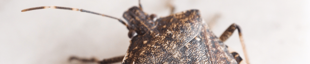 Brown marmorated stink bug showing the banded antennae and striped body edges that identify it, the bug to get rid of in the house. How to get rid of stink bugs.