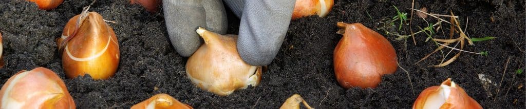 Gloved hand setting tulip bulbs pointy end up in dark garden soil, showing how to plant bulbs in fall