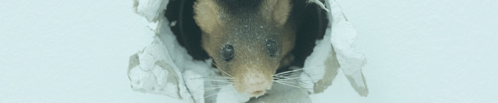 Mouse peeking out of a chewed hole in a drywall wall. Signs of mice in walls