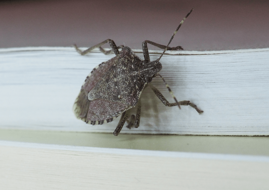 Stink bug crawling on a book inside the house after coming indoors for the winter
