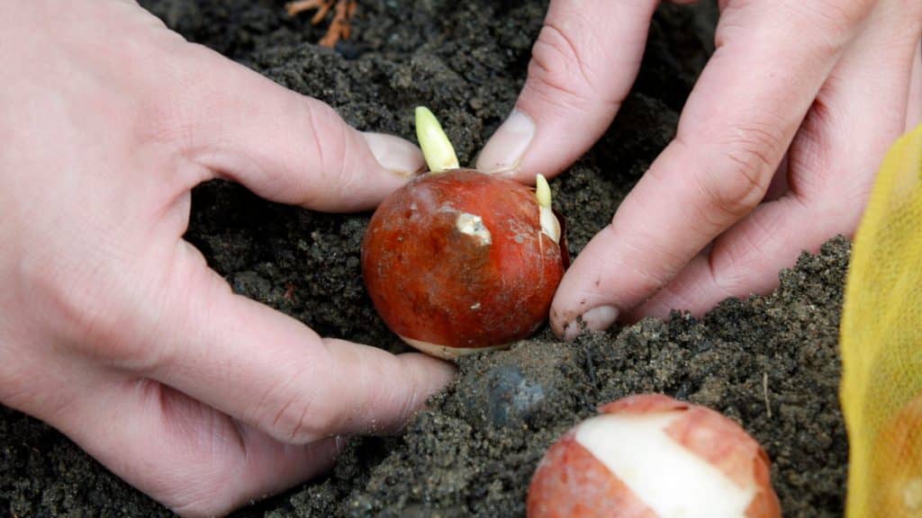 Hands placing a tulip bulb in the soil with the pointed end facing up and the flat root end down