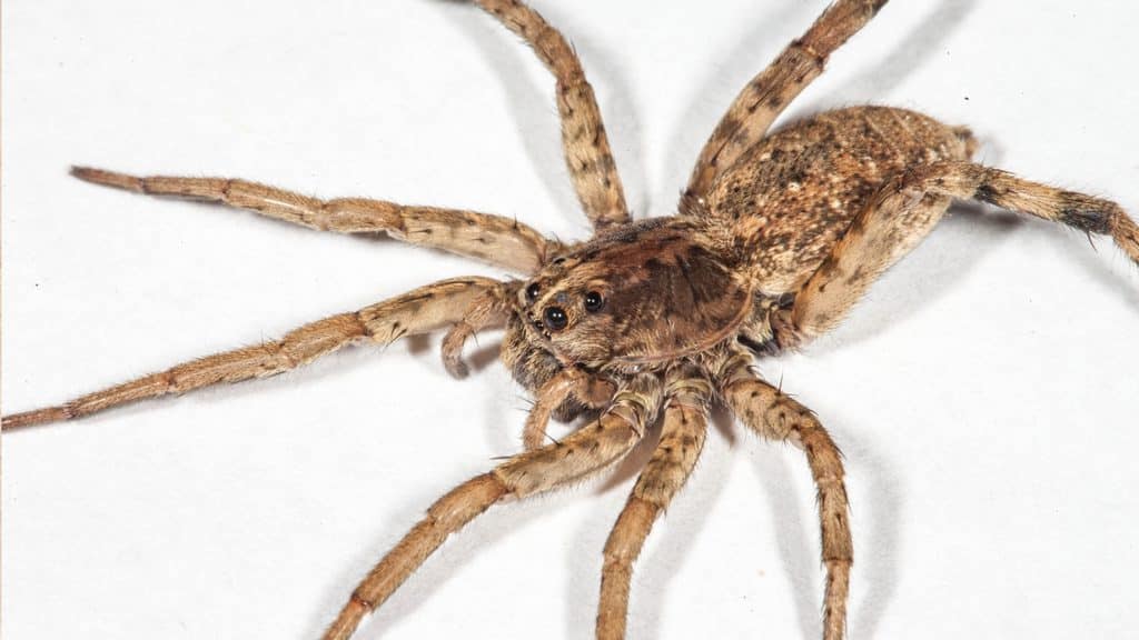 Wolf spider, a common harmless hunting spider that wanders into homes in the fall